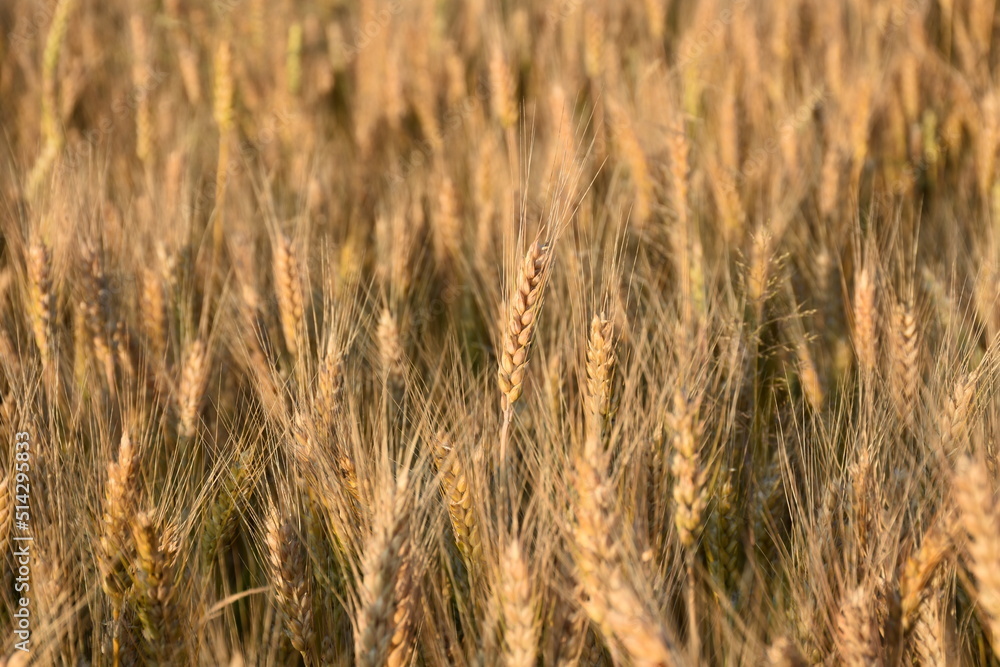 golden wheat field golden wheat field