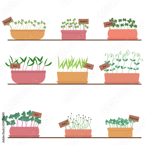 Set of microgreens vector illustration. Microgreens growing in pots, plants at home on a shelfPrint