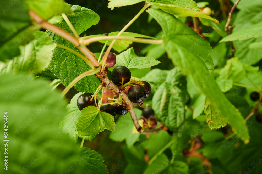 blackcurrant on the branches of bushes berries blackcurrant on the branches of bushes berries