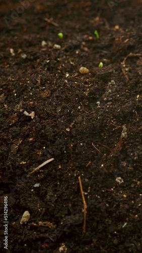 Growing clover grass vertical macro time lapse. Spring theme footage. Extreme close up