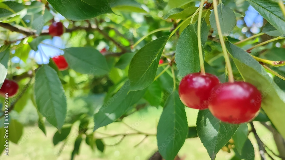 Sour cherry on a tree