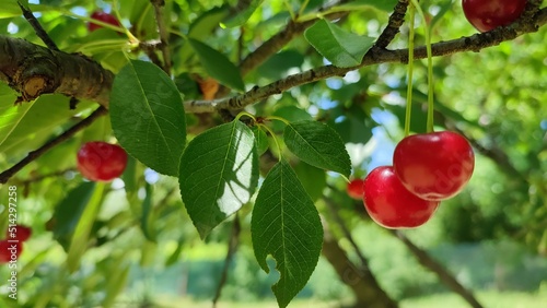 Sour cherry on a tree