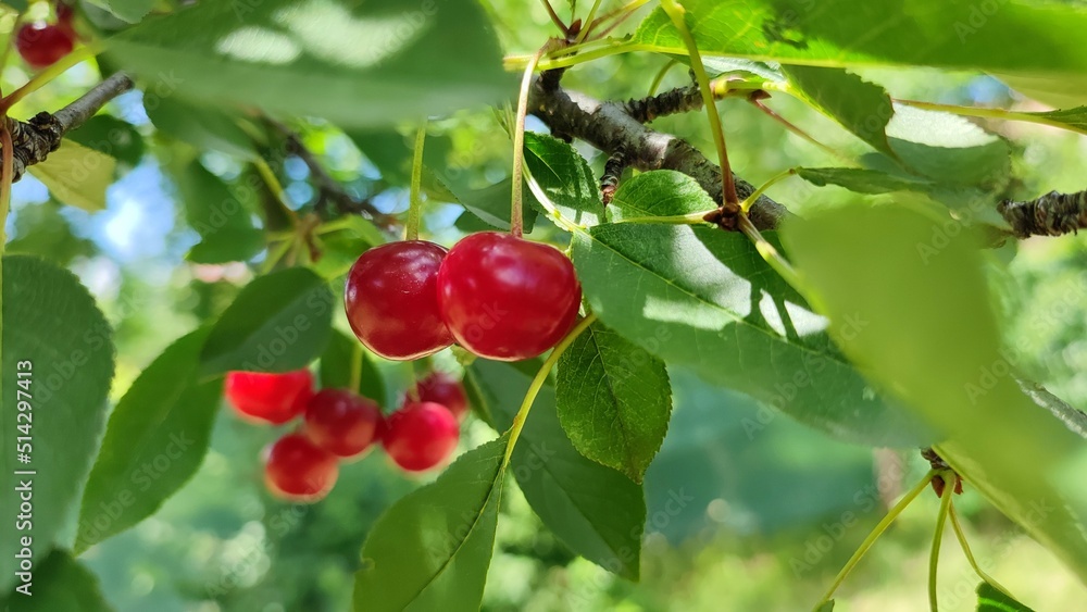 Sour cherry on a tree