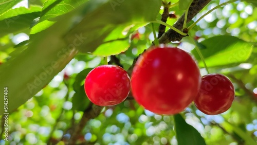Sour cherry on a tree