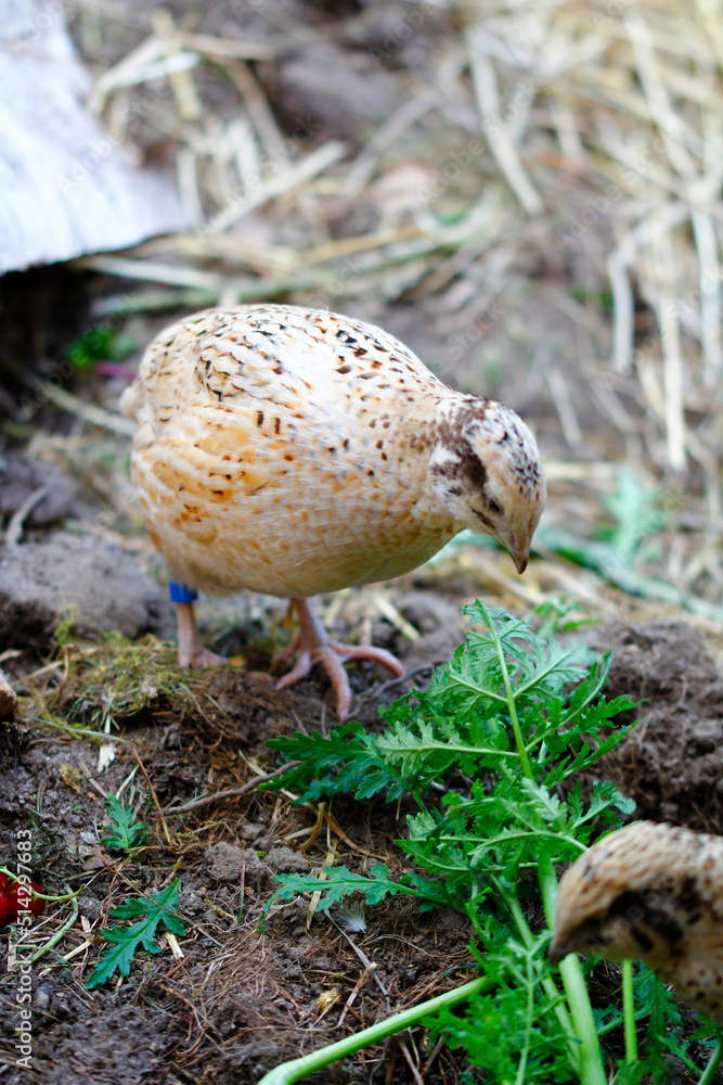 Laying quail like tansy phacelia, it gives healthy eggs Laying quail like tansy phacelia, it gives healthy eggs