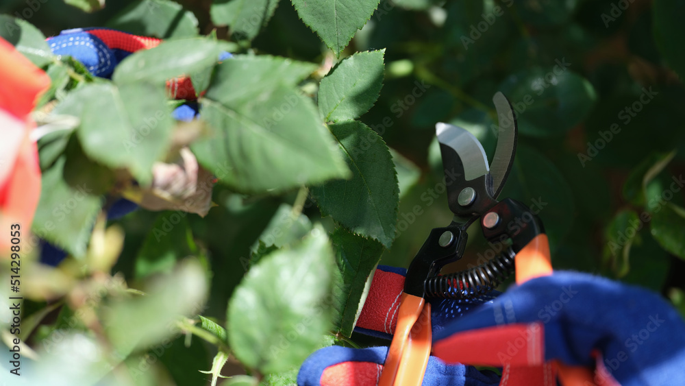 Naklejka premium Worker cuts bush with pruner outdoors closeup