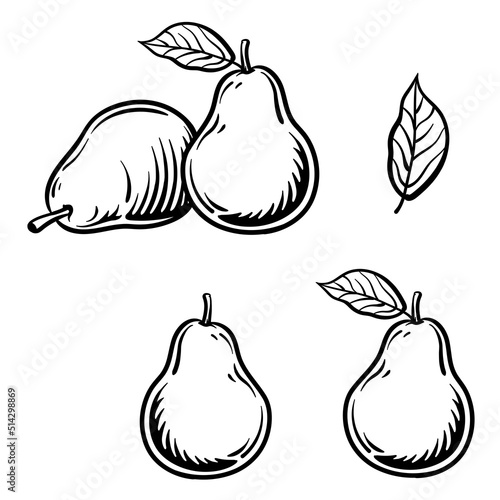 Engraved vector illustration of an pear. Pears isolated on white background.