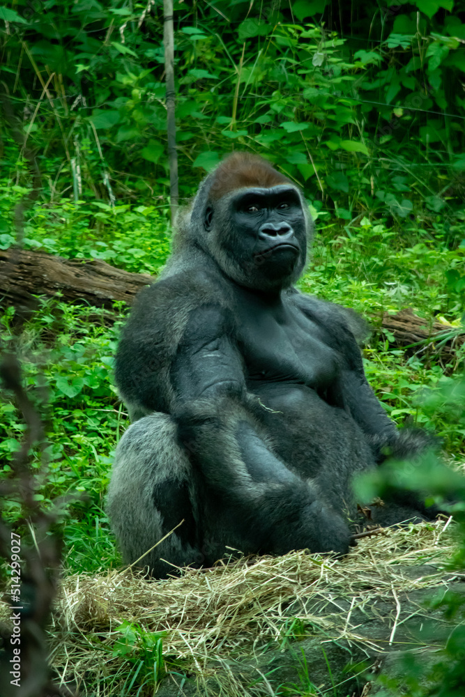 Gorilla sitting in a forest