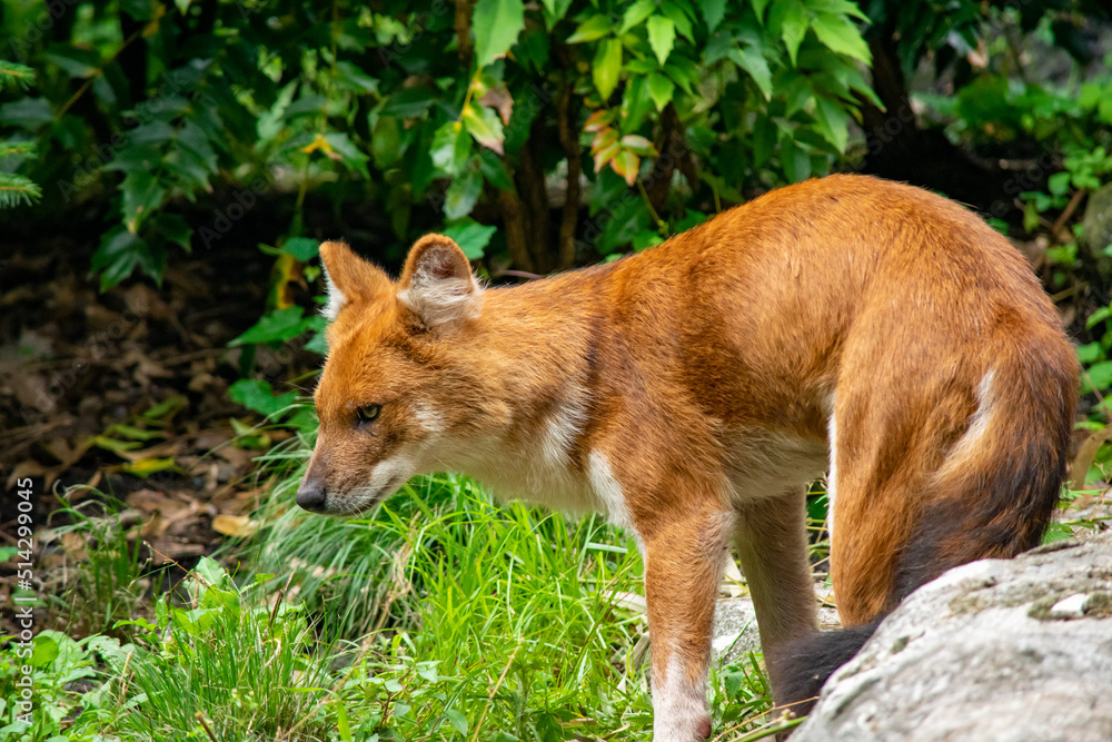 red fox in zoo red fox in zoo