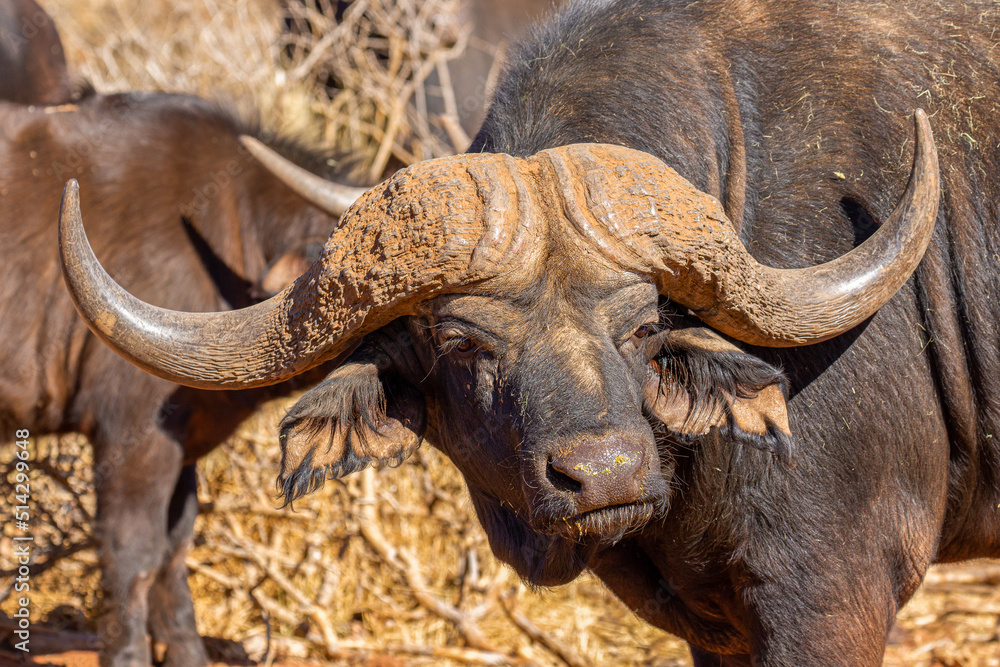 Fototapeta premium Cape or African buffalo bull on a game farm, South Africa