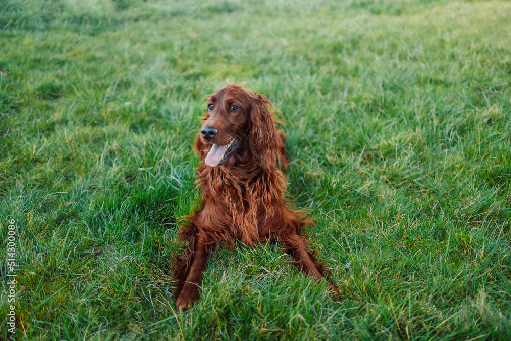 Happy Irish setter dog with open mouth lying on a nature green grass and looking away in summer meadow against blurred scenery, outdoors, horizontal