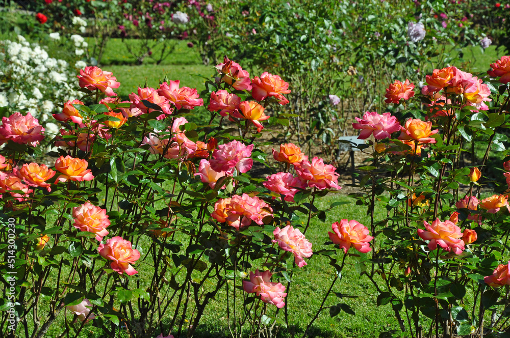 Rose garden beauty
