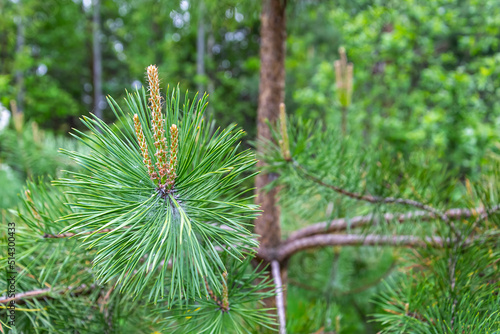 young growth of pine