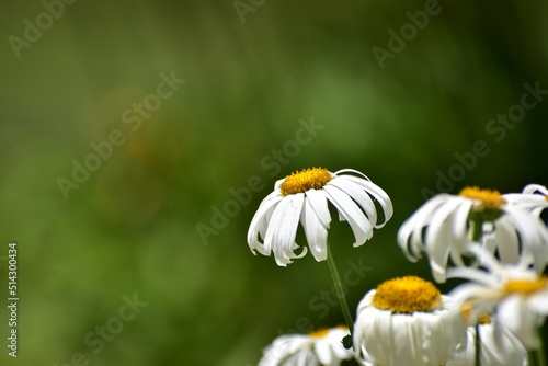 Fototapeta Naklejka Na Ścianę i Meble -  Daisy in the garden