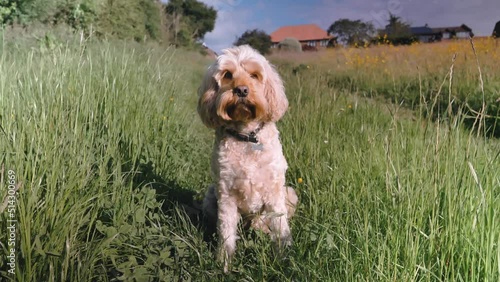 Finley in Field