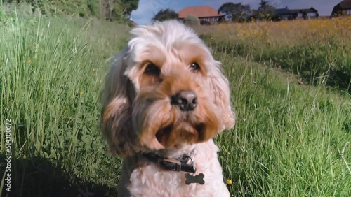 Finley in Field