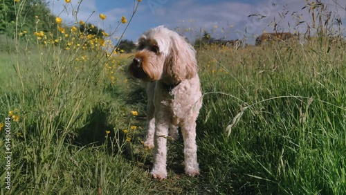 Cockapoo in Field