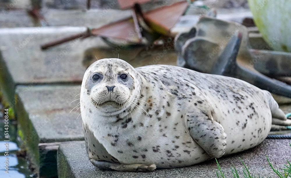 Harbor Seal hauled out on fishing deck