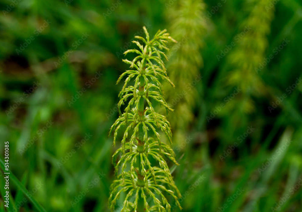 Young horsetail (Equisetum fluviatile) sprout Young horsetail (Equisetum fluviatile) sprout