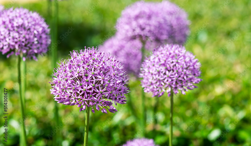 Fototapeta premium Purple allium flowers on the field close-up. Blooming decorative giant onions on the lawn in the park 