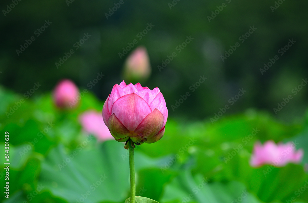 夏の花「ハス」＃3