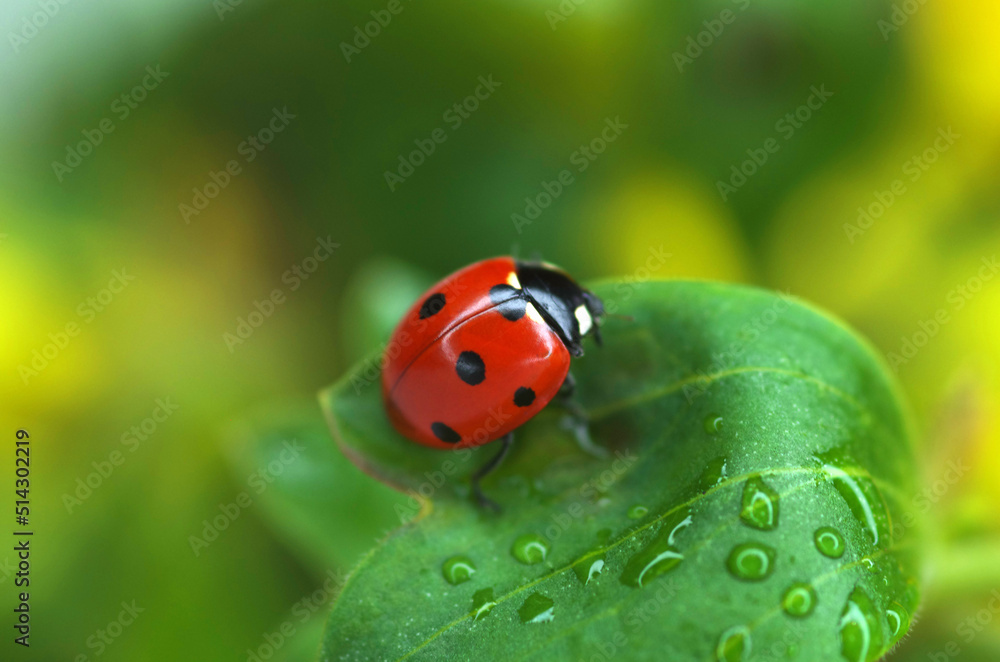 Ladybug crawls on a green leaf Ladybug crawls on a green leaf