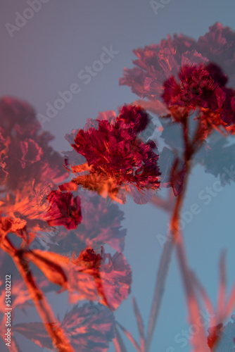 Kermek notched red, dried flowers on a blue background. Close-up. Doubling effect. photo