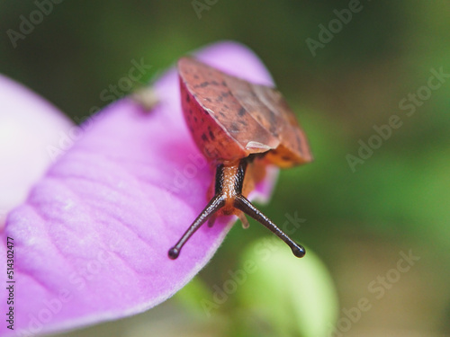 Siput tua diatas bunga berwarna ungu dengan latar belakang alami dan blurry  photo