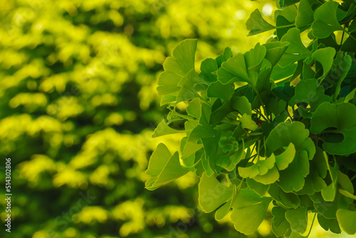 Fresh bright green leaves of ginkgo biloba. Natural foliage texture background. Branches of a ginkgo tree in the botanical garden in Nitra in Slovakia.