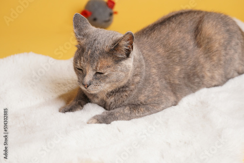 Fototapeta Naklejka Na Ścianę i Meble -  Adult european short hair cat blue tortie laying on a white faux fur rug with a grey mouse toy on yellow seamless background