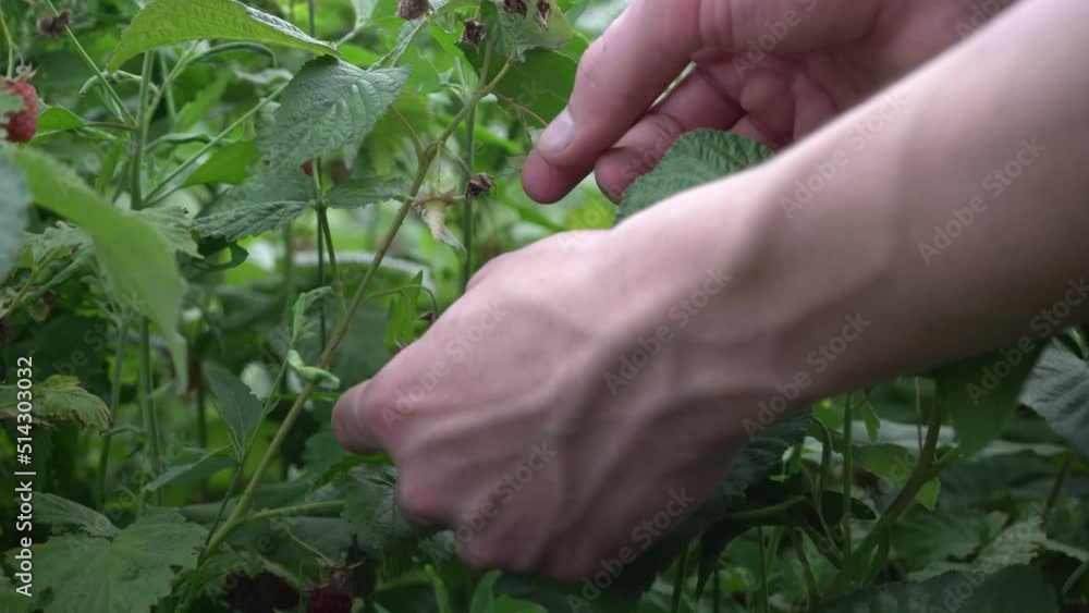 A person plucks a raspberry from a bush. A woman's hand close-up tears up a ripe berry A person plucks a raspberry from a bush. A woman's hand close-up tears up a ripe berry
