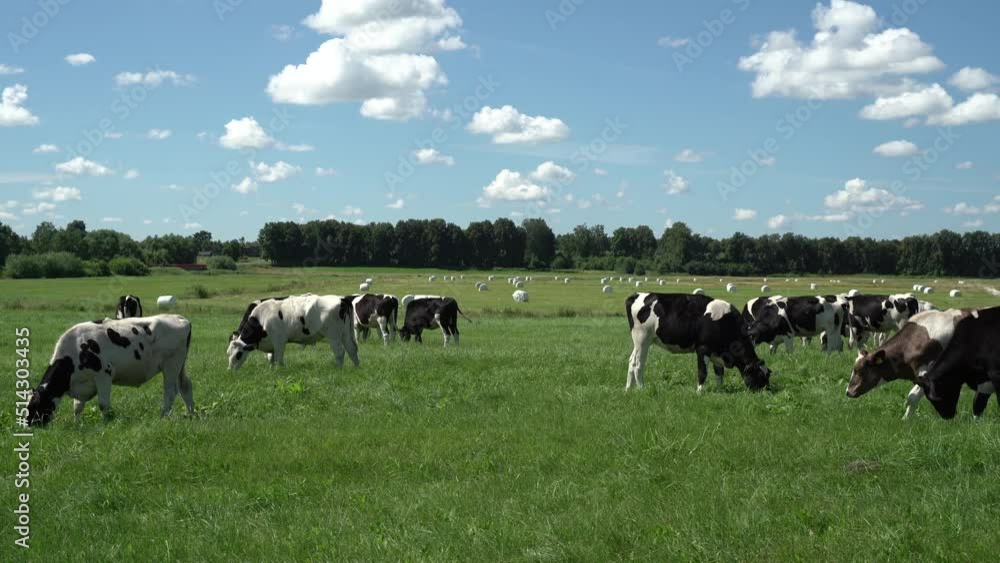 Cows graze in the pasture in summer. Livestock industry. Cows graze in the pasture in summer. Livestock industry.