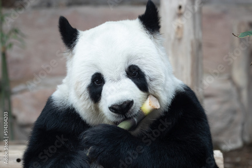 Sweet Fluffy Panda in Thailand, Lin Hui