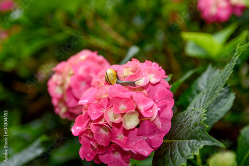 Close-up of a snail on a pink hydrangea. Nice scene in the summer garden.