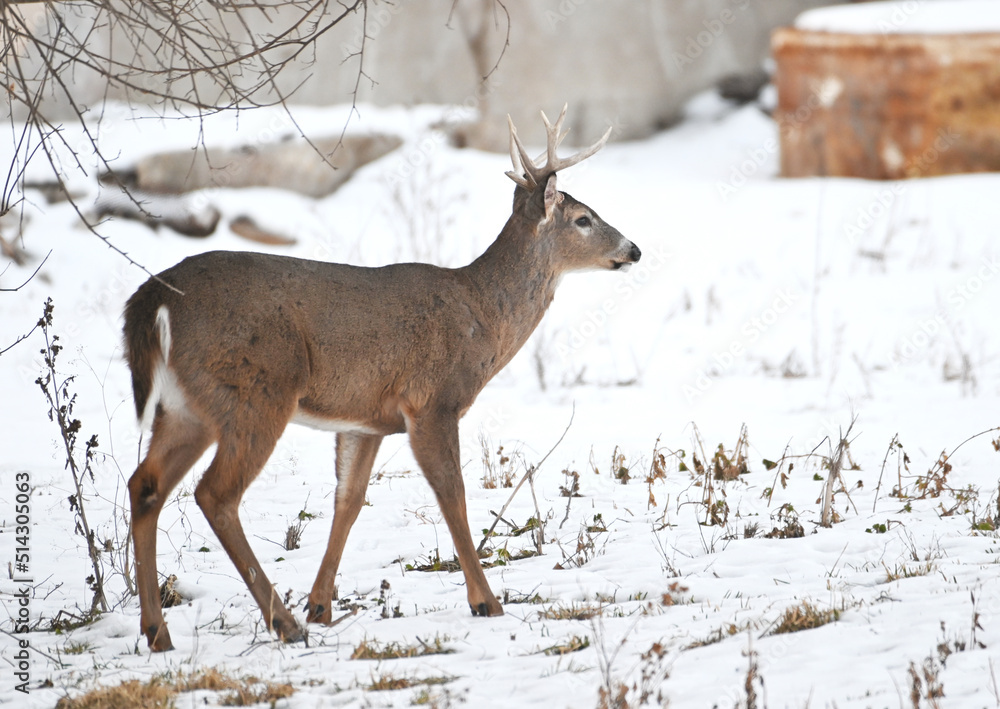 custom made wallpaper toronto digitalBuck in Snow