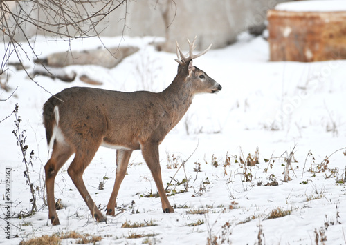 Wallpaper Mural Buck in Snow Torontodigital.ca