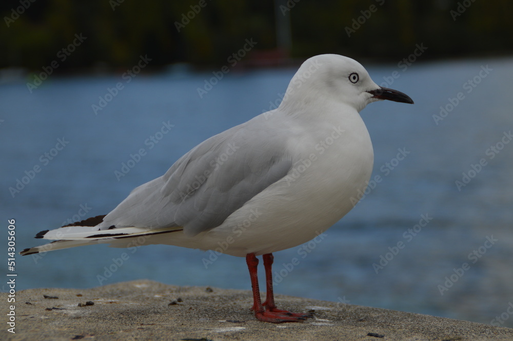 Obraz premium seagull resting on a concrete wall