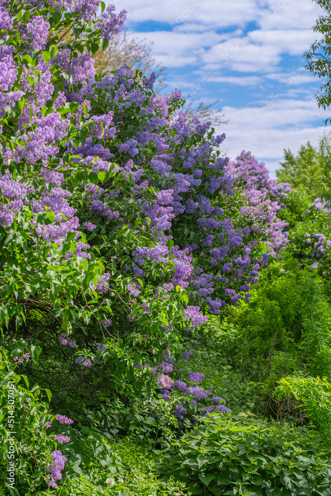 Lilac bushes bloom in the park