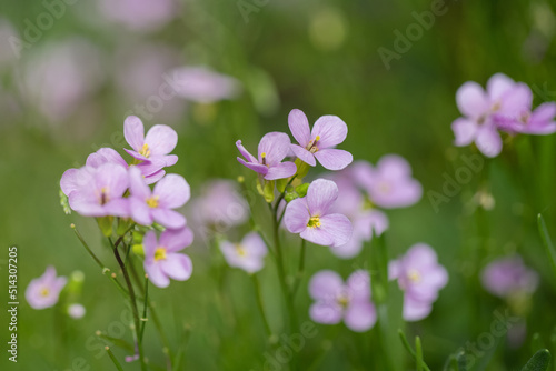 Cardamine pratensis blooms in the field. Selective focus, shallow depth of field