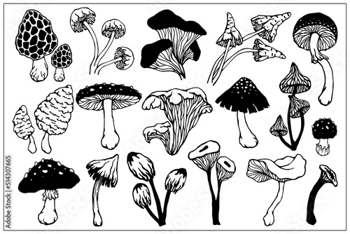 Collection of linear sketches of forest fly agarics, pale grebes, inedible mushrooms. Stylized vector graphics.