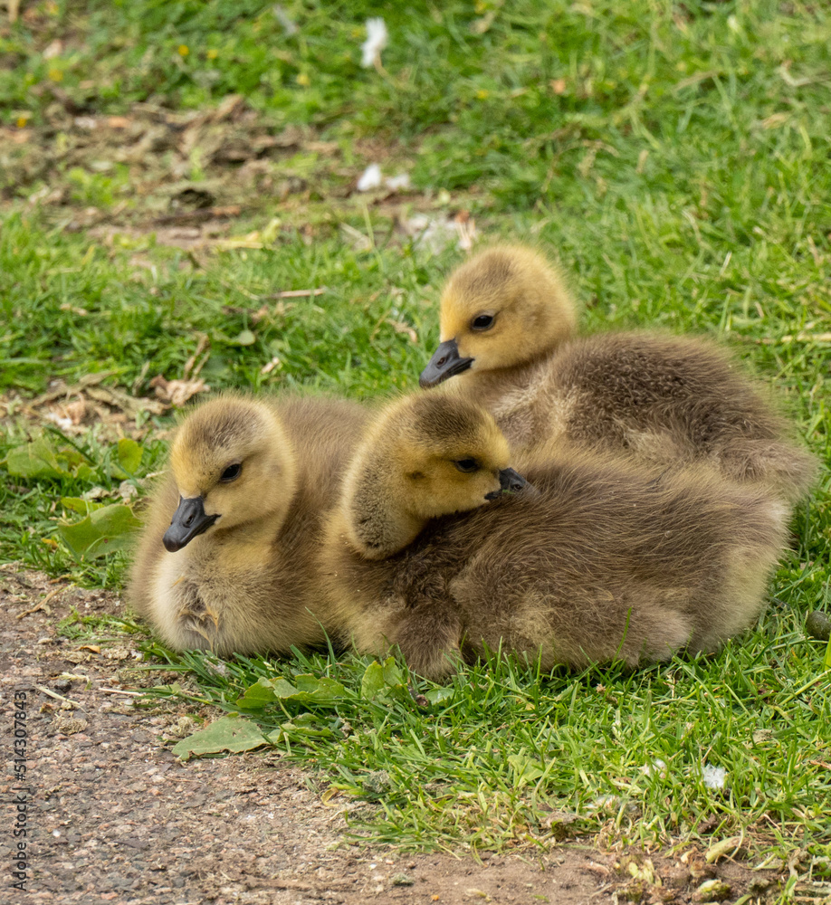 Obraz premium Canada goose goslings