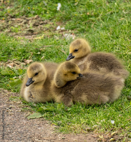 Canada goose goslings © James Powell