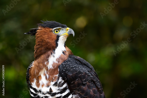 Portrait of an Ornate Hawk-Eagle (Spizaetus ornatus). Misiones, Argentina. 