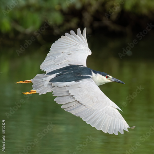 Night Heron