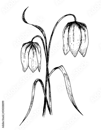 Sketch of Blue Bell Flower. Hand drawn illustration of Bellflower. Drawing of Fritillaria in line art style