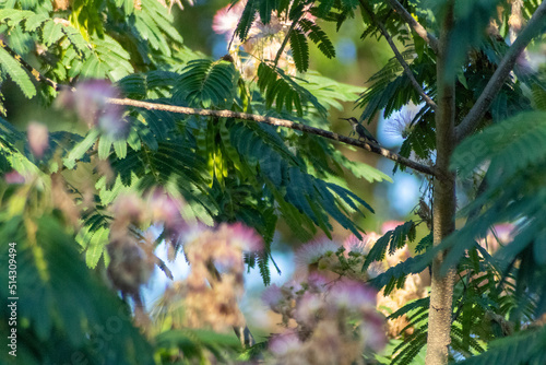 leaves in the forest