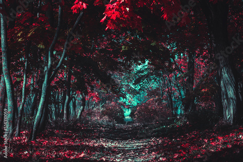 Mysterious road. Fairy Mysterious Forest. Mystical atmosphere. Paranormal another world. Stranger forest in a fog. Dark wood. Background wallpaper. Scary forest trees in a fog. Horrible dream.