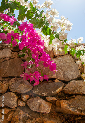 Fotobehang Pink and white bougainvillaea flowers with blue sky