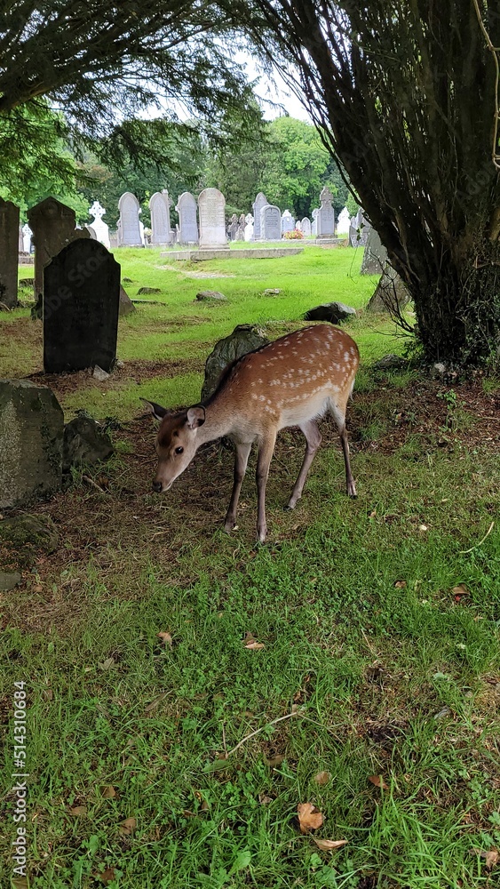 Fototapeta premium Deer in the grass of a celtic cemetery