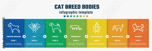 cat breed bodies concept infographic design template. included miniature schnauzer, null, airedale, snowshoe cat, red soldier beetle, dog smelling dog, toyger cat icons and 7 option or steps.